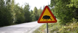 Extrem politik kring vildsvin 