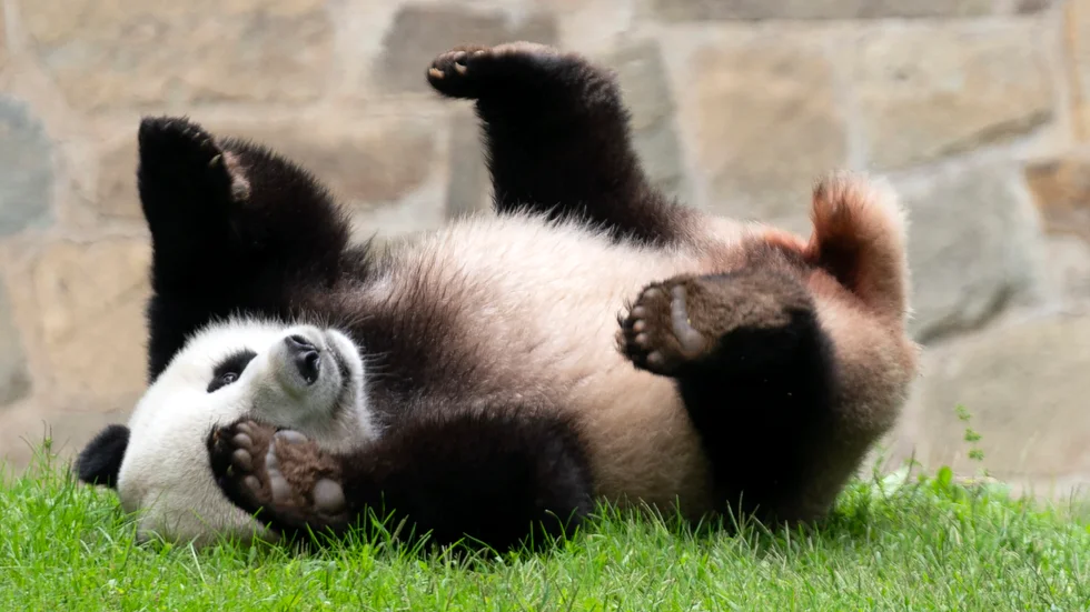 Jättepandan, treårige Xiao Qi Ji har tillsammans med sina föräldrar Mei Xiang och Tian Yian lämnat Smithsonian National Zoo och rest hem till Kina. Arkivbild från september i år.
