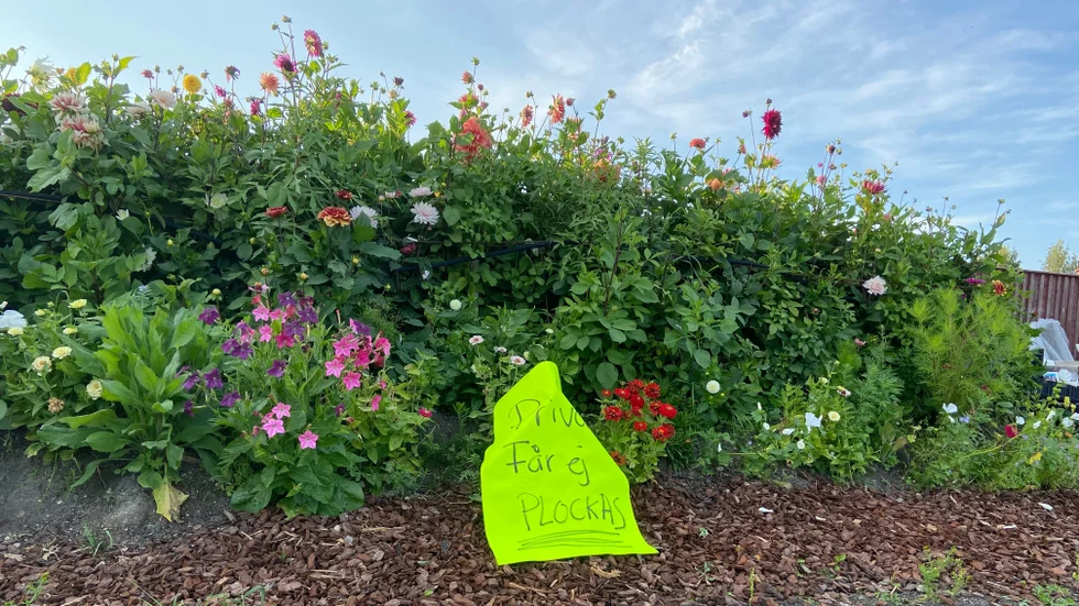"Privat får ej plockas", står det nu på en skylt i dahliarabatten på Sinnenas ateljé. Skylten sattes upp efter att flera personer försett sig med blommor efter att ha sett en annons om att kommunen skänkte bort blommor. 