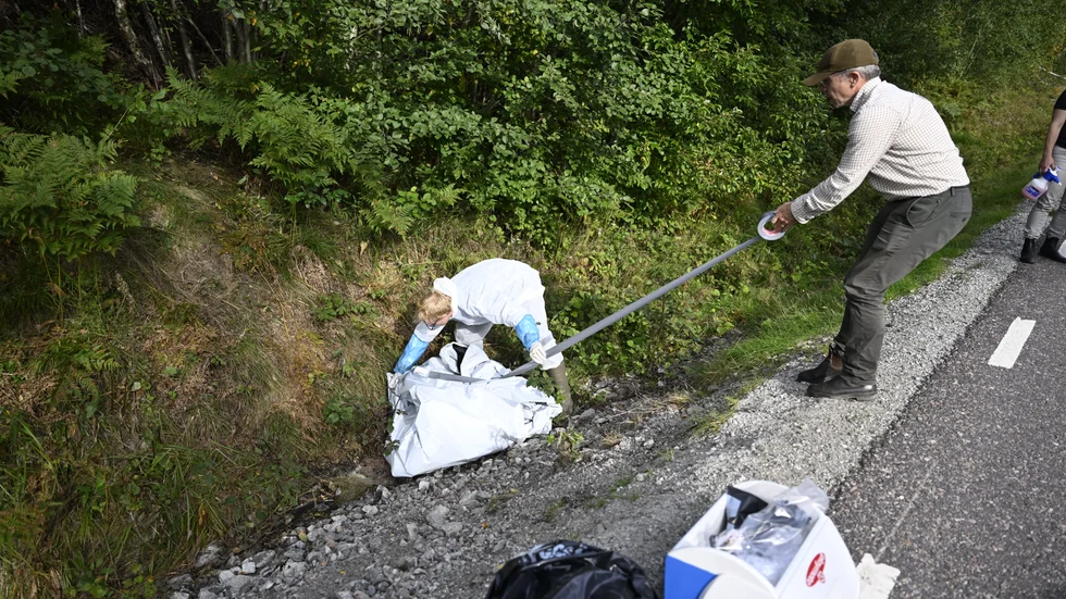 Erik Ågren, biträdande statsveterinär SVA och Emil Wikström-Lassa, doktorand SVA, tar prover från ett vildsvinskadaver som påträffas på en väg i ett skogsområde i Västmanland utanför Fagersta under fredagen.