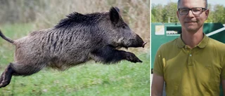 Vemab om afrikanska Svinpesten: "Vi är beredda"