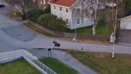 En älg rör sig i de centrala delarna av Luleå. Under onsdagsmorgonen sågs den springa in på Residensgatan.
