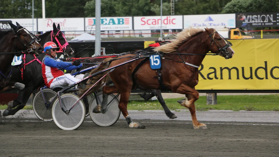 Roger Nilsson sitter lugnt bakom 4-årige Sjöli Morten när hästen vinner fjärde raka segern