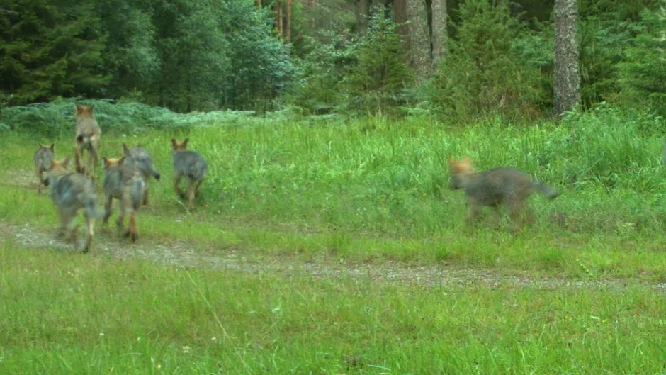Flera vargvalpar har fötts i Sörmland. Enligt länsstyrelsen rör det sig om tillskott i två av de totalt åtta reviren.