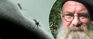 Därför är det så mycket mygg – så skyddar du dig 