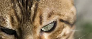Tam+Vild = Bengalkatt