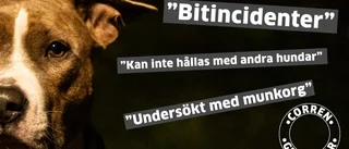 Hundarna som biter reas ut – hos länsstyrelsen