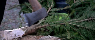 Skogsägare: Julgranstjuven flydde längre in i skogen