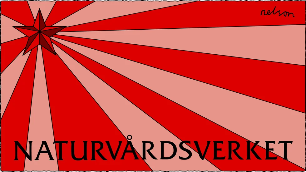 Nu är det offentligt hur många vargar som får skjutas under vinterns licensjakt.