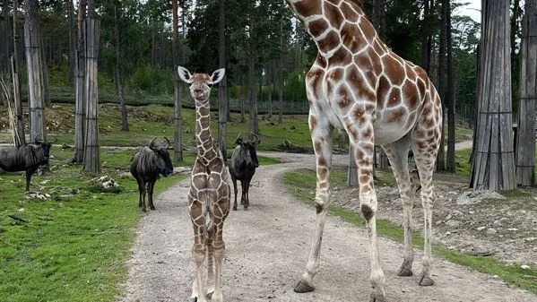 Här ser vi Mostafa vandra runt i djurparken tillsammans med sin mamma Manilla. 
