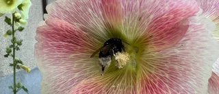 Låt maskrosorna blomma ut     