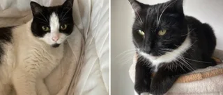 Viktigt att förstå att katter är unika individer