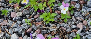 Läsarbilden: De kämpar tappert