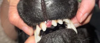 SÖKANDET GÅR VIDARE: "Vi är inte hunden på spåren"