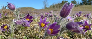 Maxad blomning – fridlysta sippan färgar gravfältet lila just nu