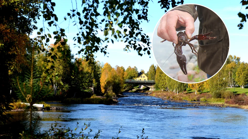 Länsstyrelsen vill införa ett skyddsområde för att skydda kräftor mot kräftpest.