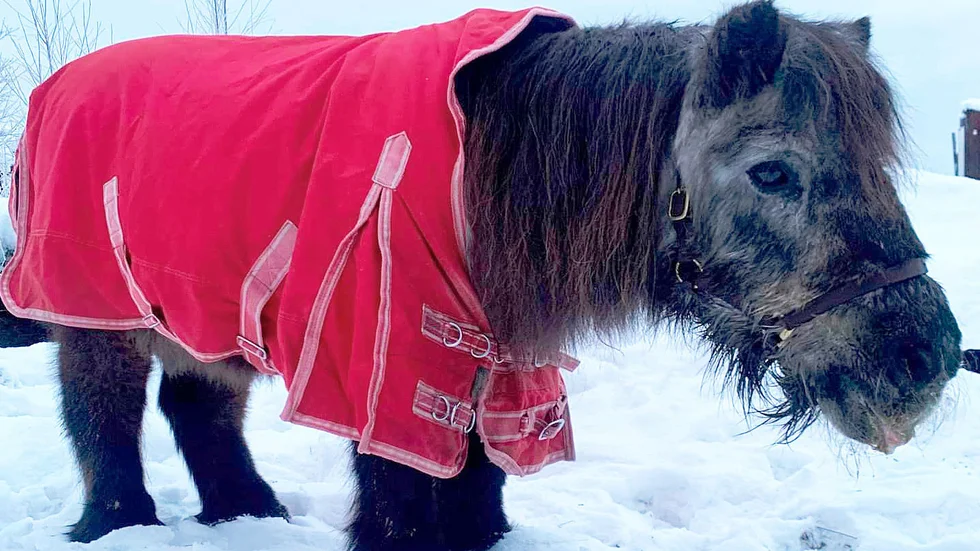 Sveriges äldsta häst, shetlandsponnyn Fritte, har dött 49 år gammal.