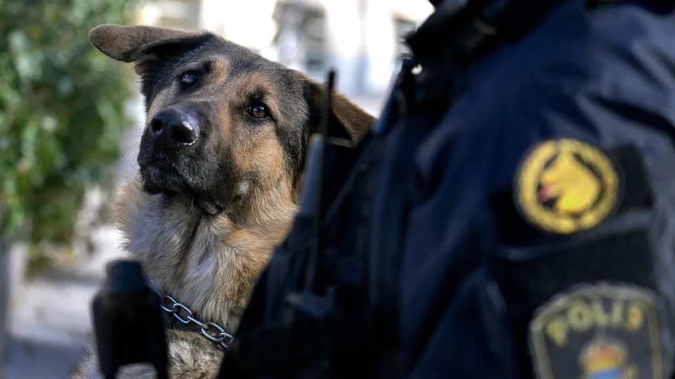 Åtta personer anhölls förra veckan misstänkta för narkotikabrott efter en stor polisinsats, men den misstänkta narkotikan var olivtvål och torkad malva. Arkivbild.