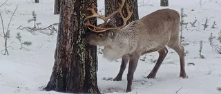 Läsarbilden: Ren glädje i Jokkmokk