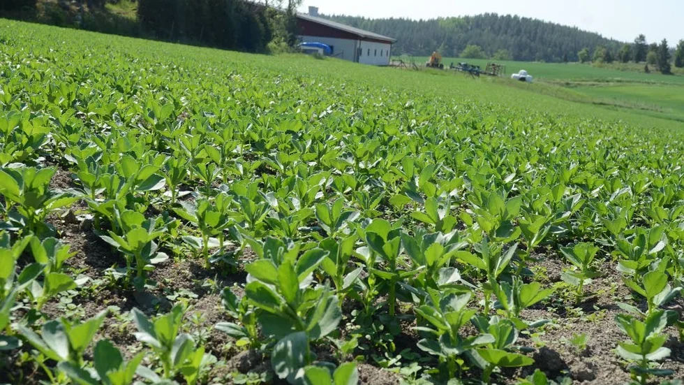 Ökar. Fält med åkerbönor har blivit en allt vanligare syn.