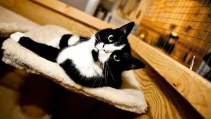 Katten Petrus
