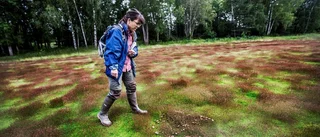 Röksvamp i stället för golfbollar