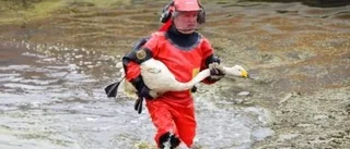 Svanarna har räddats