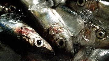 Fångad strömming.