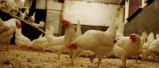 Så produceras påskens ägg