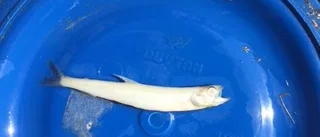 Därför dör fiskarna i hundratal