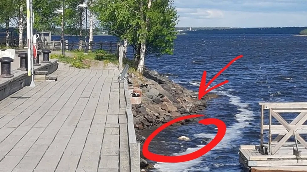 Ett dött djur ligger och flyter i Norra hamn. Nu ska det tas bort.
