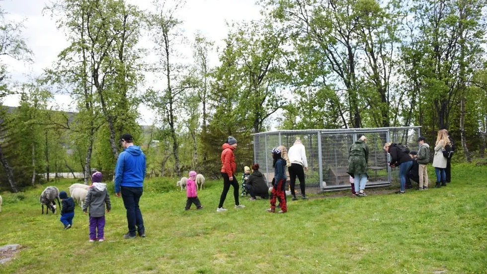 Ungefär 400 besökare kom till gruvstadsparken under lördagen när fåren släpptes ut i hagen.