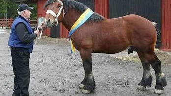Akvavit, snyggaste ardennern just godkänd för avel, kommer från Tobo. Nestorn i ardennersammanhang, Evert Landberg, har fött upp honom.