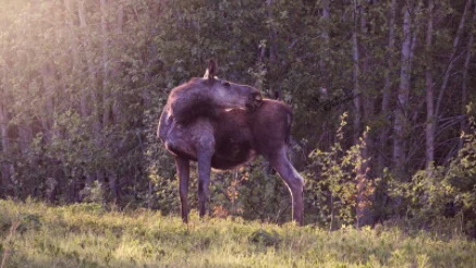 I Valborgsh-älgen fick morgonpigga Hultsfredsbor en ovanlig syn. Detta är en arkivbild.