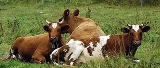Kött - en bortglömd klimatbov