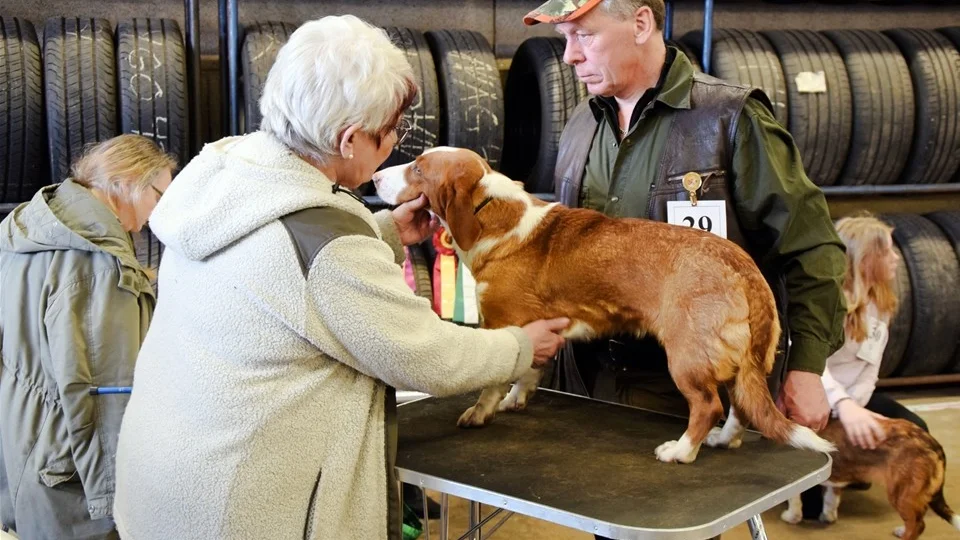 Bo Karlsson från Huskvarna får sin hund "Bockfällans Fixi" bedömd av domaren Eva Jönsson. Detta resulterade i ett excellent intyg.
