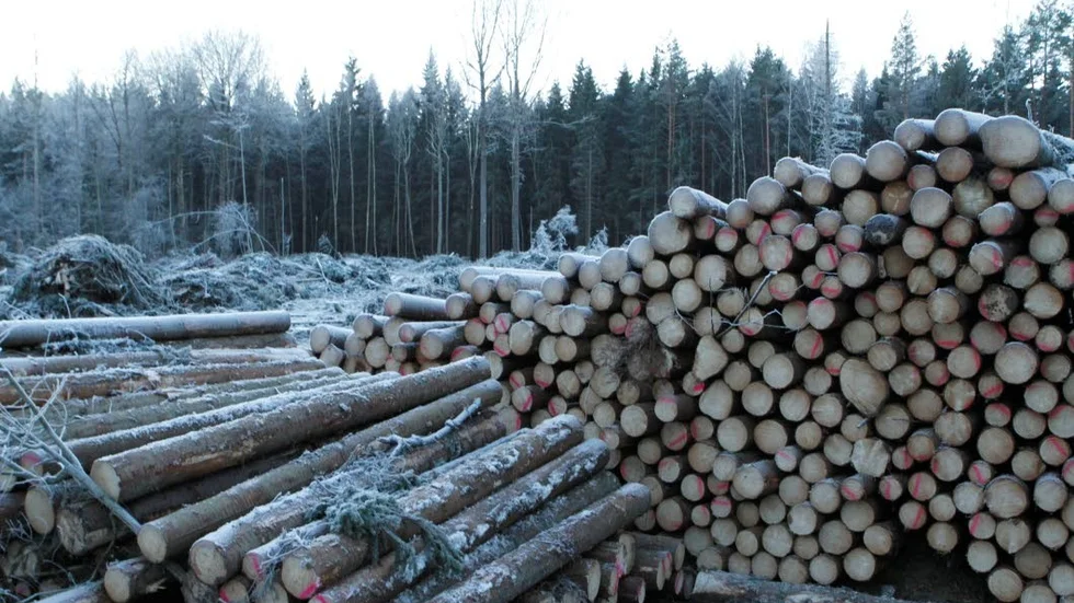 Avverkad granskog.