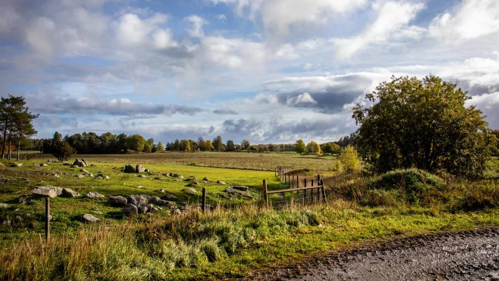 Trots att paret har gott om egna betesmarker för djuren så har sommarens torka slagit hårt mot verksamheten.