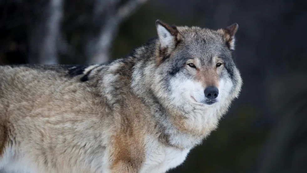 Varg är en mycket sällsynt dödsorsak, skriver Elisabeth Blomgren