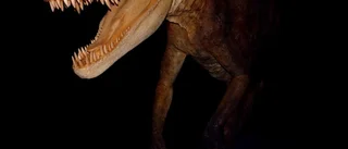 Fossilt bajs avslöjar hur härskarödla åt