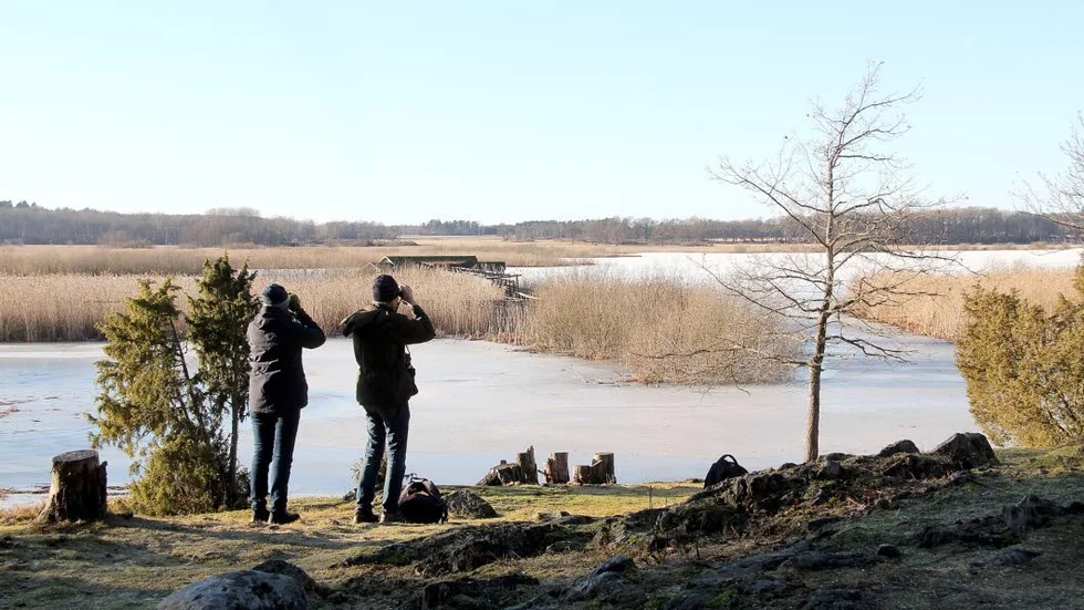 En halverad budget innebär att länsstyrelsen måste  minska arbetet med skötseln av naturreservaten kraftigt. Hjälstaviken är ett av länets 172 reservat.