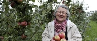 Här är Frida, Sveriges nyaste äpple