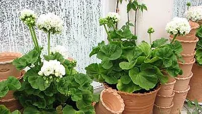 Handdrejade krukor och vita pelargoner är så mycket svensk sommar.
