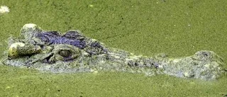 Kung krokodil