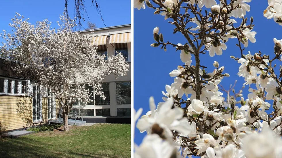 Magnolian.