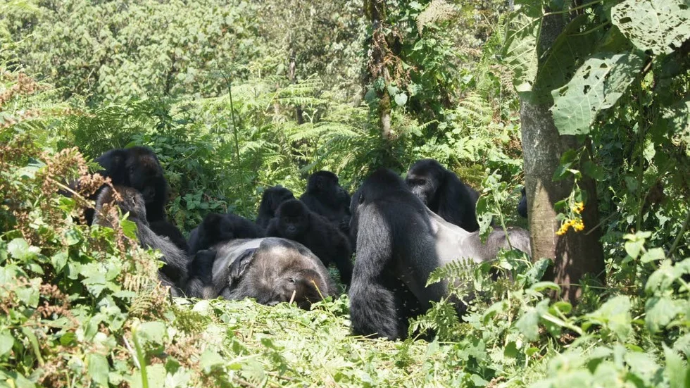 En död silverrygg (dominant hanne) omgiven av obesläktade gorillor.