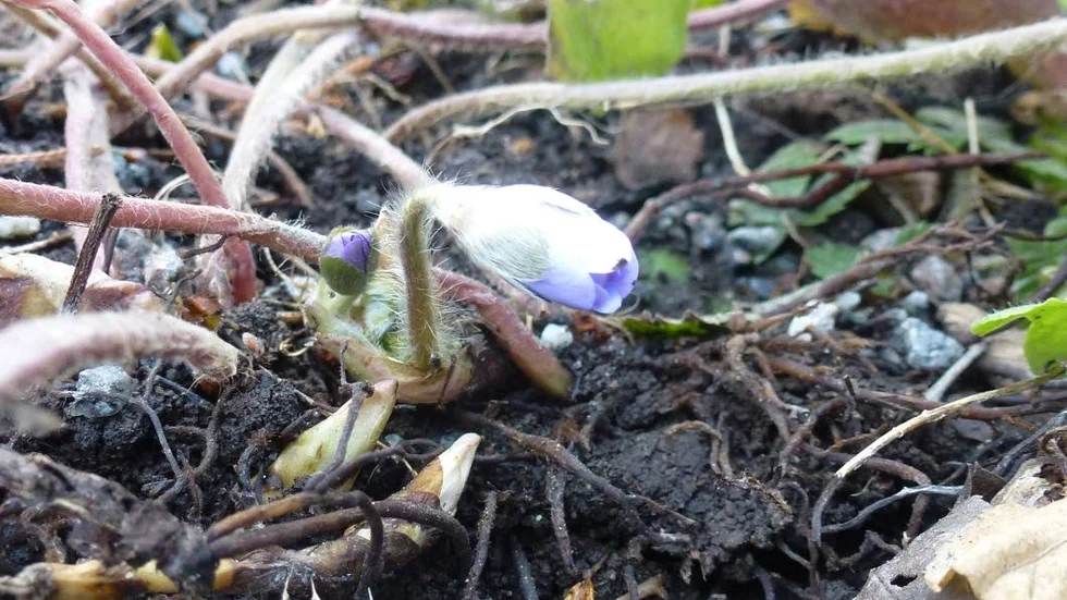 Läsaren Eva Örtenberg har tagit en bild på vårens första blåssippa på tomten hemma i Sunnersta.