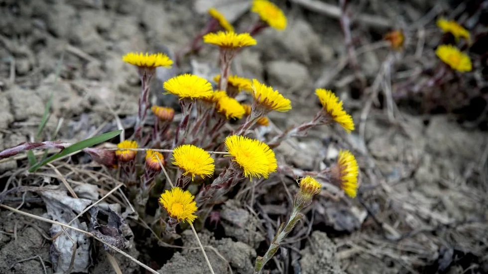 Tussilagon. När ett av de allra tidigaste vårtecknen, tussilagon, börjar blomma kan skilja sig kraftigt från år till år.