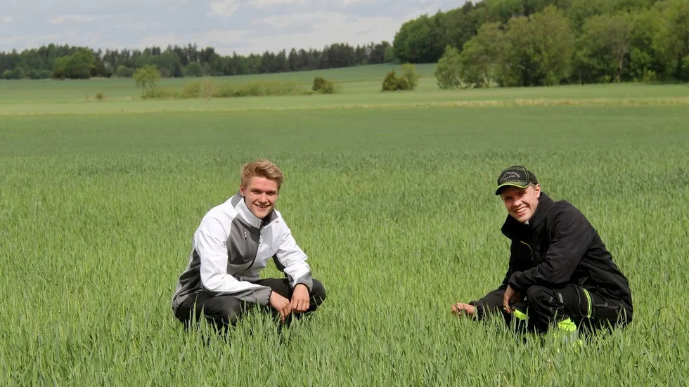 Egen gård. Sådden har kommit upp jämn och med fin mörkgrön färg. "Speciellt ärterna ser riktigt bra ut" konstaterar Eric och Alfred Ström, unga lantbrukare i Vånsjö.