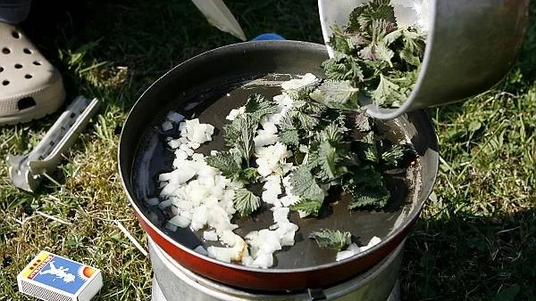 Av nässlor kan man göra pesto och andra röror.